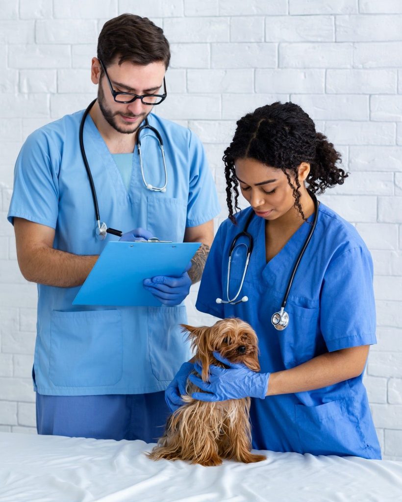veterinary-doc-and-nurse-with-cute-yorkshire-terrier-in-clinic-copy-space-e1648645989450.jpg
